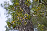 Buckwheat tree <BR>Black titi